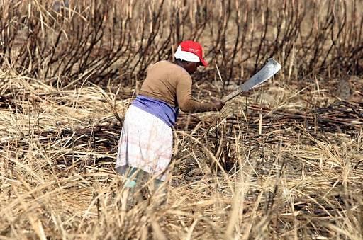 Justiça do Trabalho descarta nexo causal entre câncer de estômago e trabalho em usina de corte de cana de Frutal 