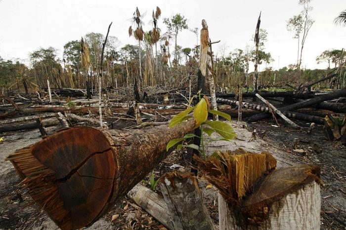 Sistema de monitoramento luta contra o desmatamento da Amazôia 
